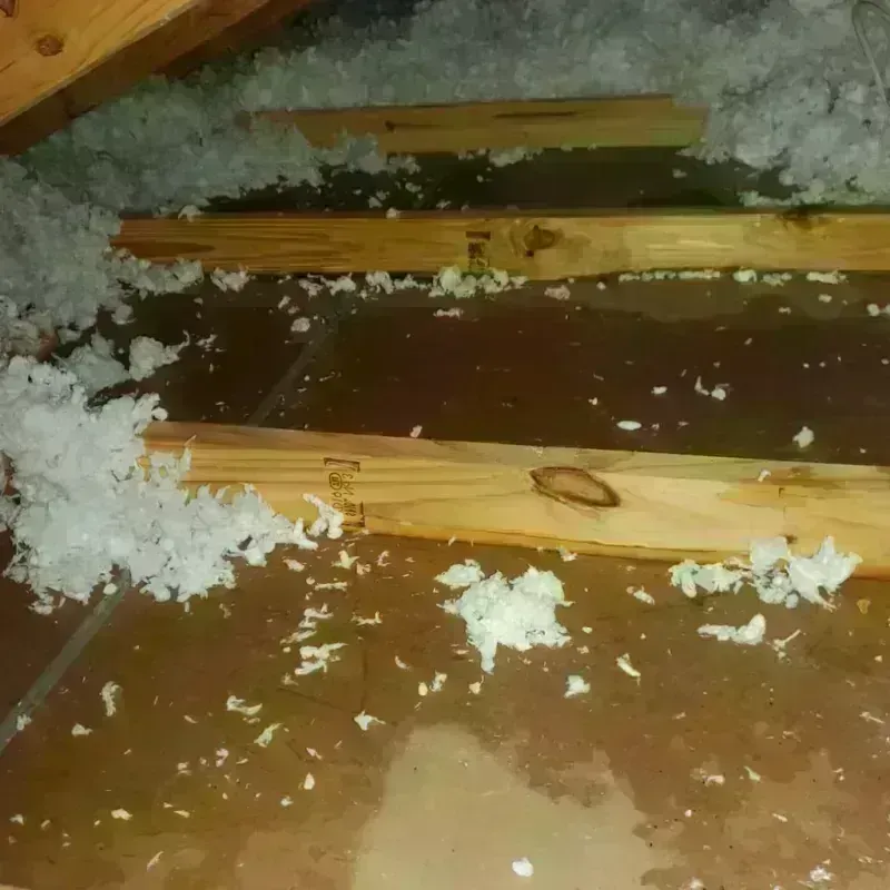 Attic Water Damage in Mentone, TX