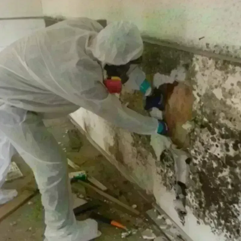 Mold Remediation and Removal in Mentone, TX